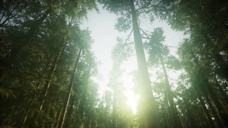 Sunlight filters through tall trees in a serene forest during the day