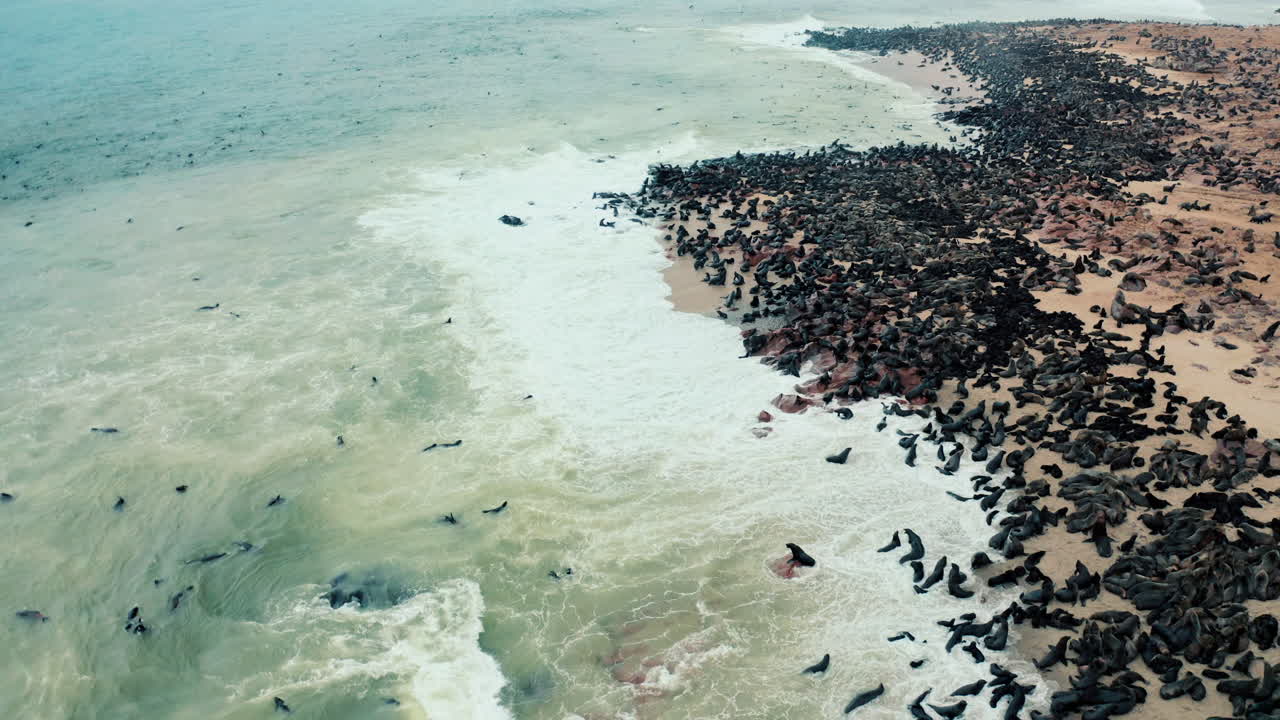 Vast Seal Colony on the Coastline