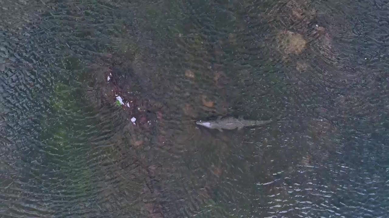 Crocodile in the Malagarasi River, capturing raw wildlife and the untamed nature of Tanzania.