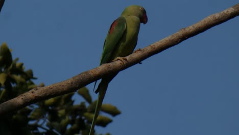 parrot chilling on tree mp4 uhd 4k