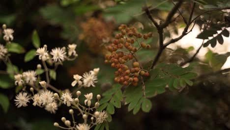 flores blancas y bayas rojas de serbal filmadas en una lente vintage de ensueño