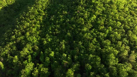 scenic lush italian alp forest glowing in warm sunset sunlight - drone