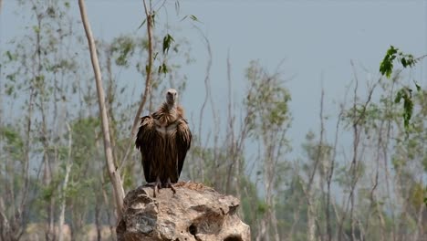 the himalayan griffon vulture is near threatened due to toxic food source and habitat loss