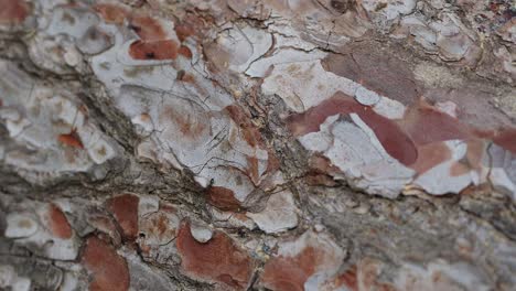 grupo de hormigas de cabeza roja de árbol trepar a un árbol