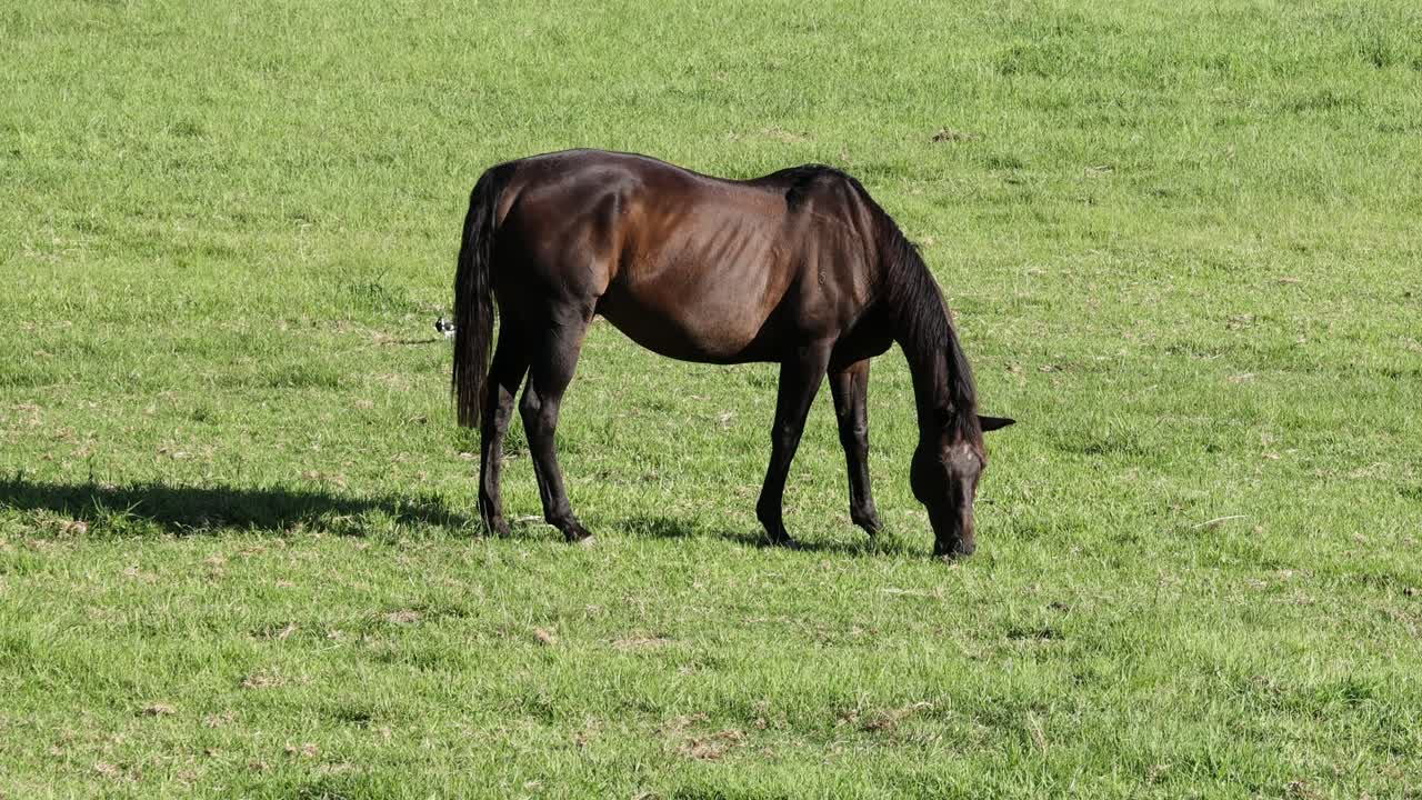 Un cheval broutant paisiblement dans une prairie verdoyante