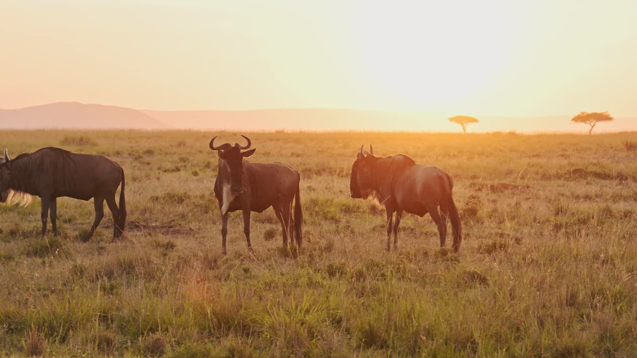 movimiento lento de la vida silvestre africana safari animales de la manada de ñus en la gran migración en áfrica entre masai mara en kenia y serengeti en tanzania en el atardecer naranja en masai mara