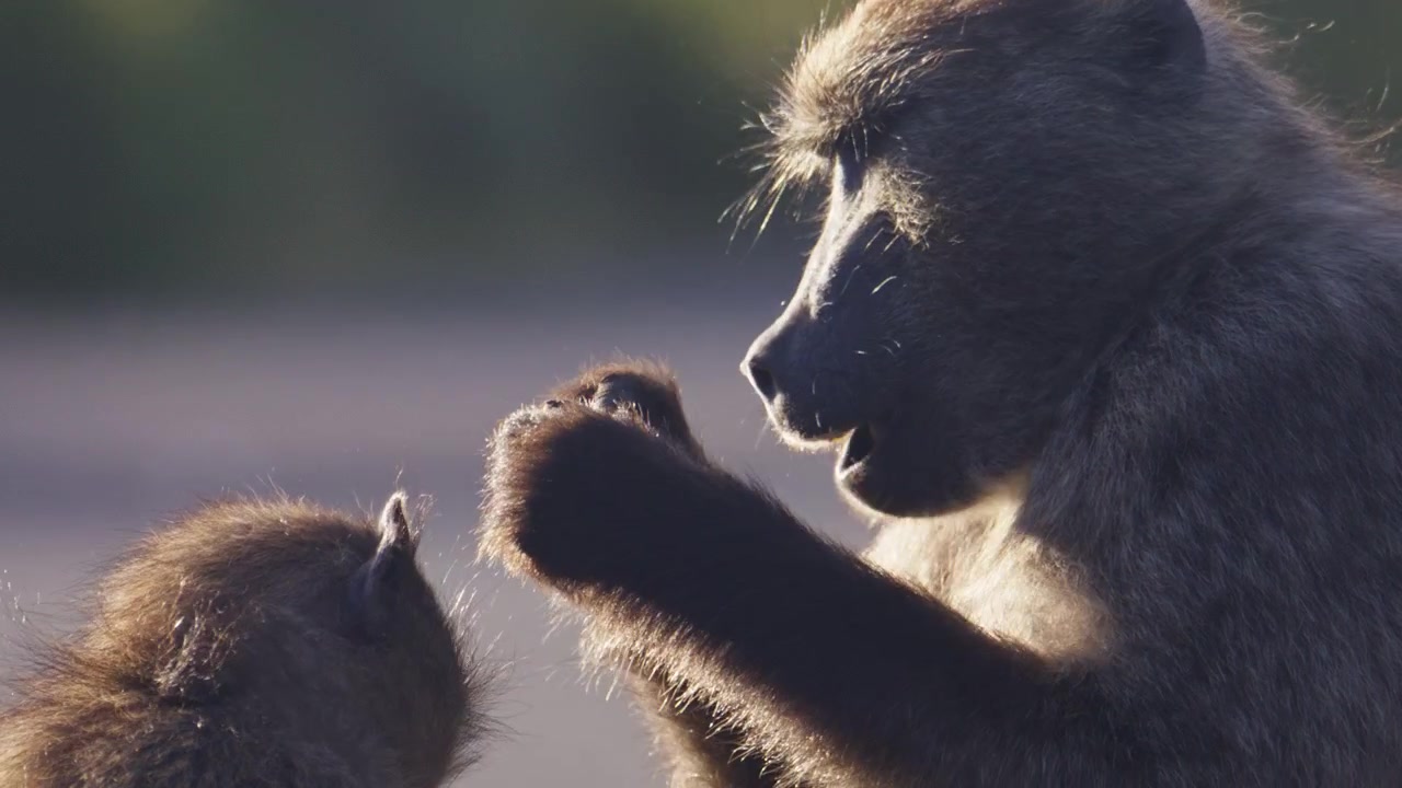 Babbuino con cucciolo che si toccano delicatamente alla luce naturale a Città del Capo, Sudafrica