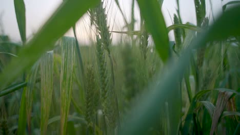 Weizen-Auf-Dem-Feld,-Weizenhafer,-Grüner-Weizen,-Wackelt-Im-Wind