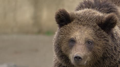 a brown bear looking around with eyes open widely