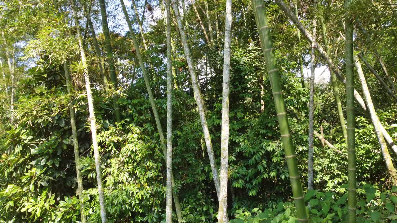 selva de bambú bosque denso plantas tropicales perennes con flores de hoja perenne
