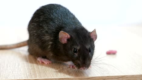 animal domestic gray rat close-up