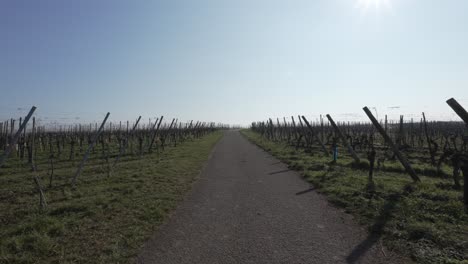 a static handheld shot of a path through an empty vineyard in the french winter