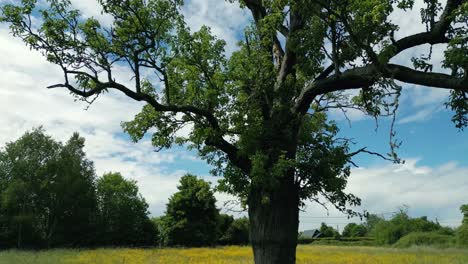 4k cinematic nature footage of a drone rotating around a tree in the middle of a field in normandy, france on a sunny day