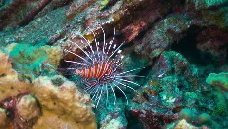 pez león venenoso flotando en aguas poco profundas de arrecifes de coral, primer plano