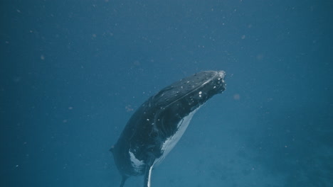 La-Ballena-Jorobada-Sube-A-La-Superficie-Del-Océano-Mientras-Las-Partículas-De-Burbujas-De-Aire-La-Enmarcan-Místicamente