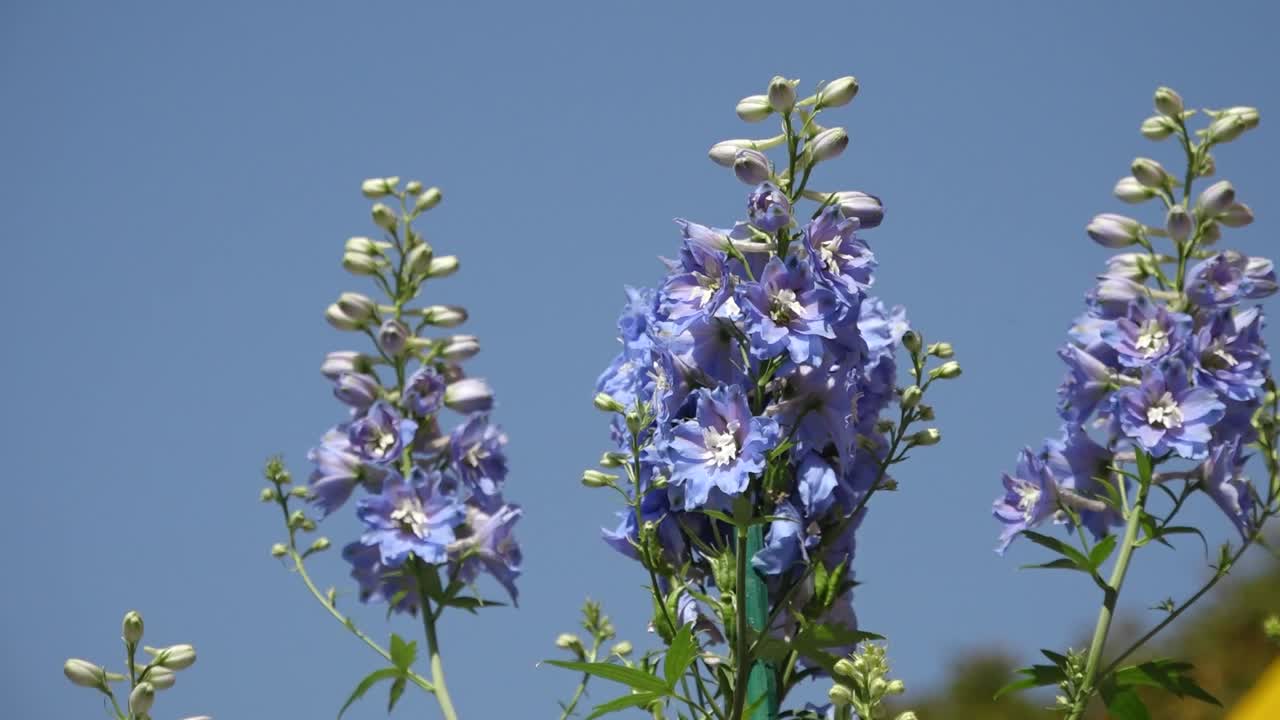 A stunning Delphinium (Larkspur) flower in full bloom, showcasing its vibrant colors and delicate petals. Perfect for floral, garden, and nature-themed visuals.