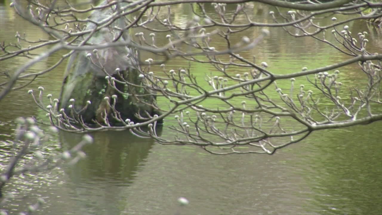 ramas de árboles de cornejo con brotes de principios de primavera y estanque en segundo plano