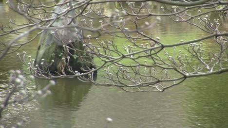 Hartriegel-Äste-Mit-Vorfrühlingsknospen-Und-Teich-Im-Hintergrund