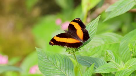 butterfly interacting with flowers in lush greenery