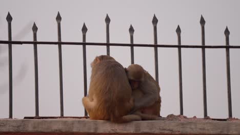 los monos sentados en la pared descansando, el bebé mono se acerca