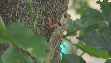 Indische-Garteneidechse-Auf-Baum