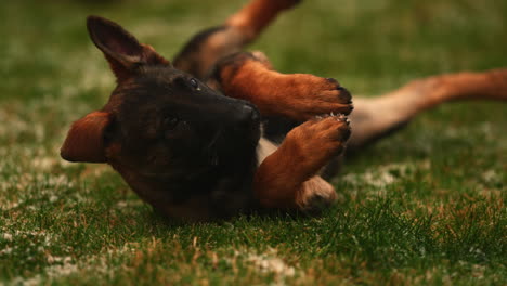 lindo cachorro malinois belga rodando por el suelo - cámara lenta