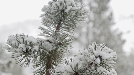 smooth pan up in slowotion of a pine branch while it snows