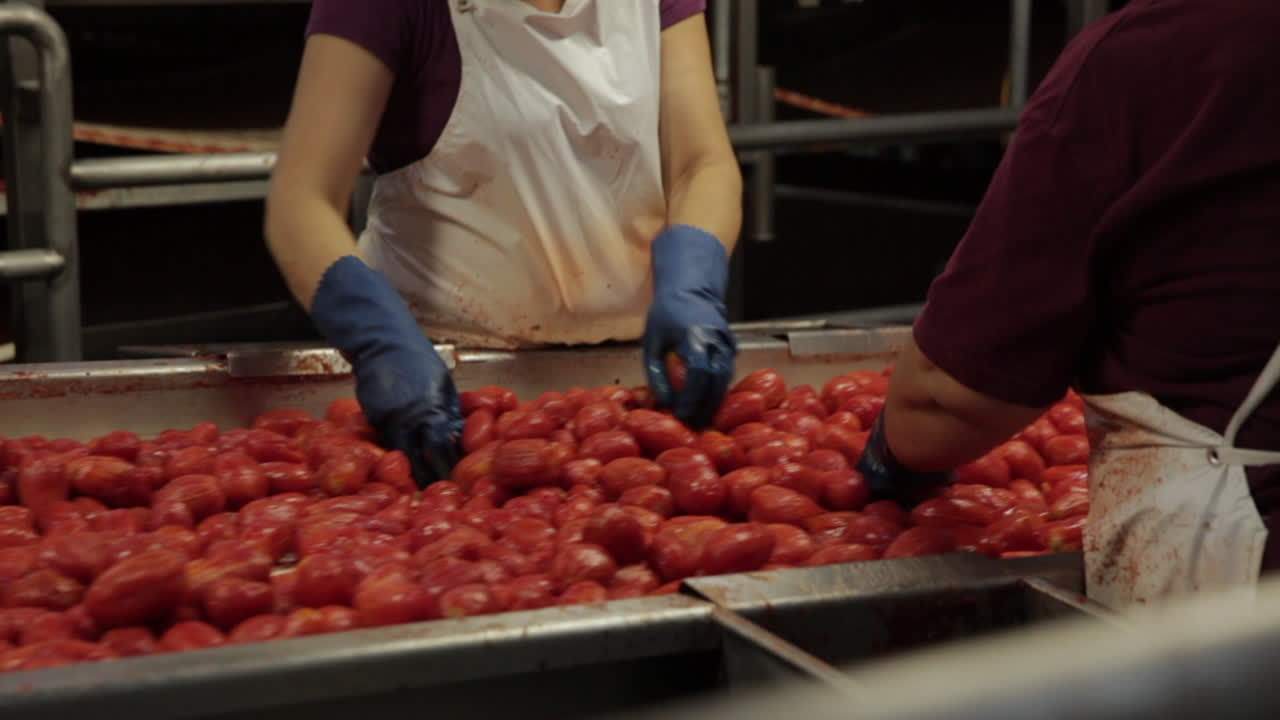 토마토 생산 라인: 공장에서 가공된 토마토, 미국