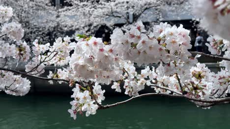 Weitwinkel-Sakura-Kirschblüte,-Weißer-Blumenbaum-Mit-Flusswasserhintergrund,-Japanische-Landschaft-Im-Frühling