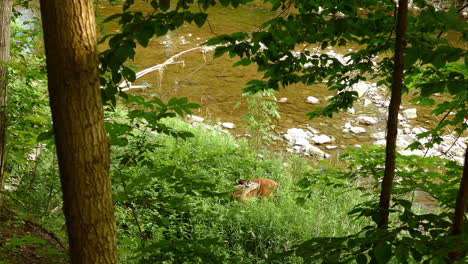 Lone-White-Tailed-Deer-Seen-Licking-Fur-Beside-Etobicoke-Creek-Surrounded-By-Green-Foliage