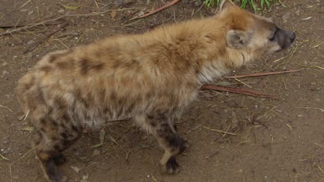 La-Hiena-Va-Y-Viene-En-Busca-De-Presas-Alrededor-Del-Vehículo-De-Safari