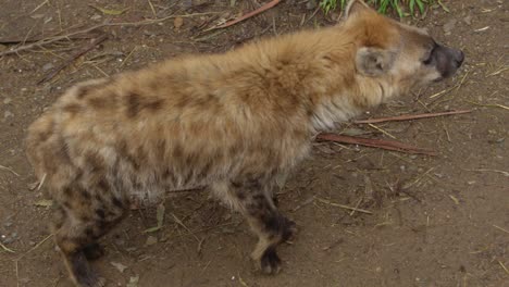 la hiena va y viene en busca de presas alrededor del vehículo de safari