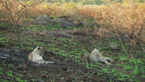 Dos-Leones-Tendidos-A-La-Sombra-De-Un-Paisaje-Semiárido-Que-Examina-La-Selva-Africana-Con-La-Luz-Del-Sol-De-La-Mañana-En-El-Fondo,-Tiro-Ancho