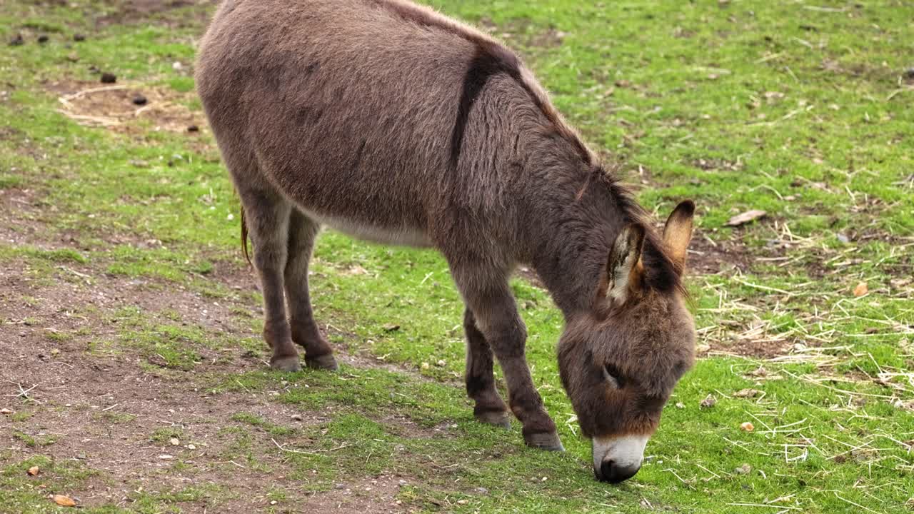 Un asino che mangia erba in uno zoo