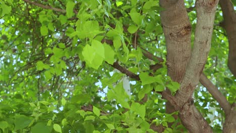 Aegle-Marmelos-O-Bael-Leaf-En-El-árbol-Desde-Diferentes-ángulos-En-El-Día