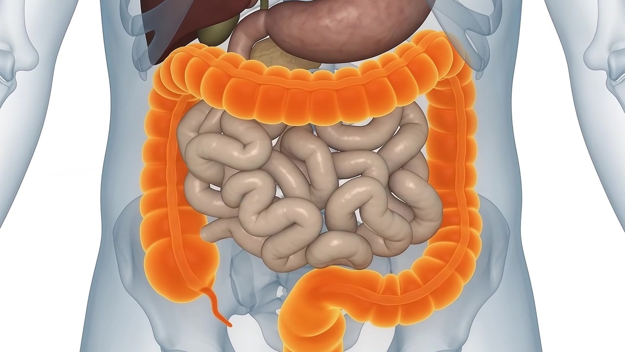 Animazione medica 3D dell'anatomia dell'intestino crasso umano.