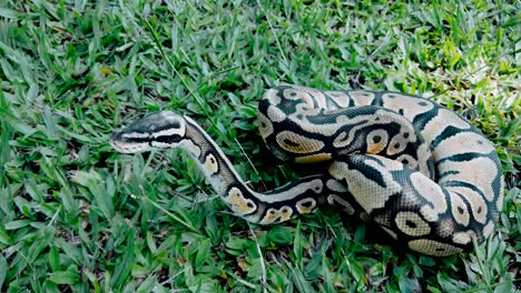 Close up on python ball on the grass