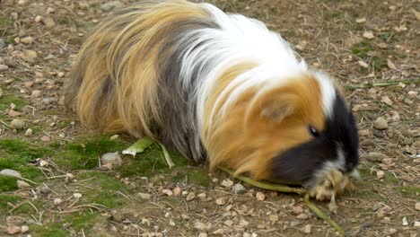 guinea pig k