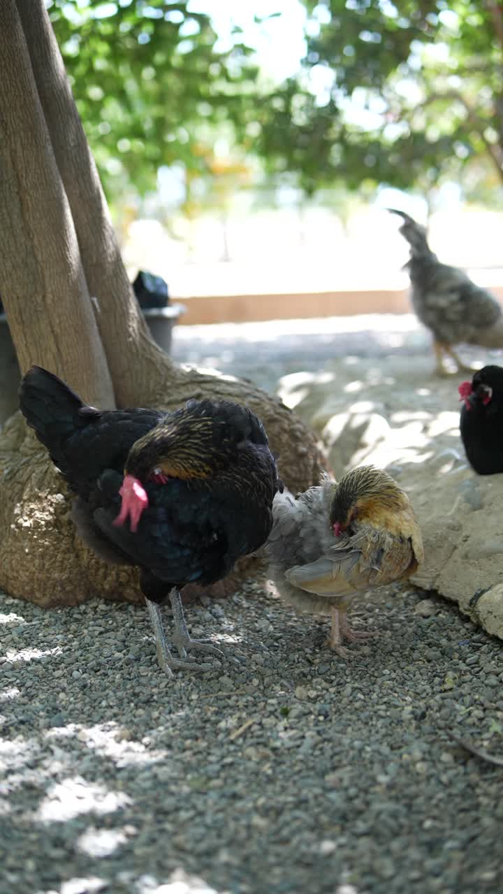 pollos en un jardín