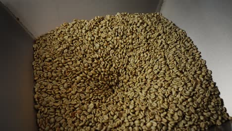 green coffee beans in a processing container