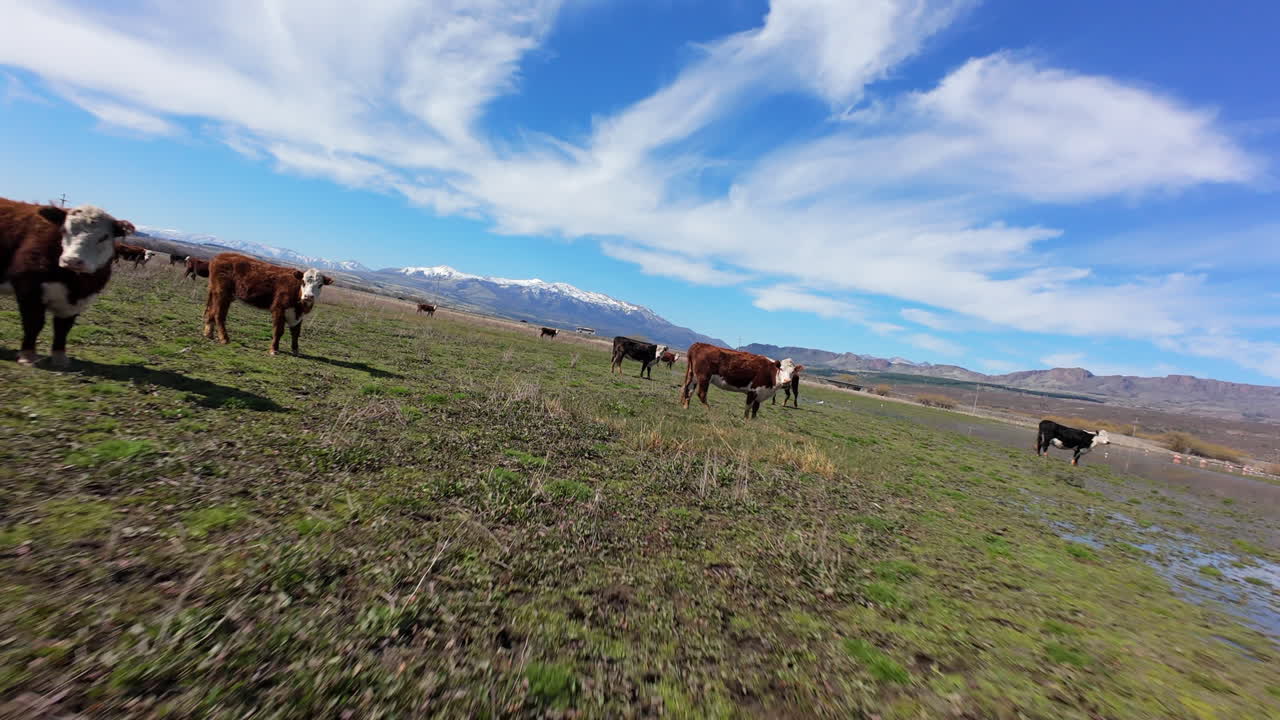 Drone FPV fly through Argentine cows landscape, animals grazing at Patagonia, mountain background