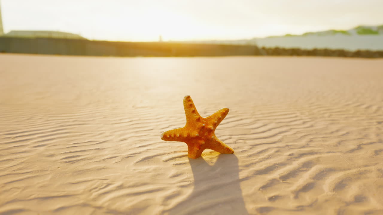 starfish on the sity beach