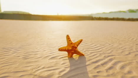 starfish on the sity beach