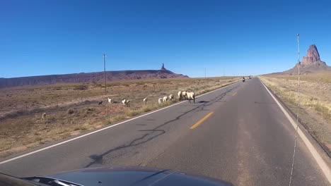 a herd of sheep cross the road in front of cars at monument valley in arizona, usa