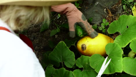 woman's hands with gloves holding scissors and a cucumber touches smooth yellow pumpkin ready for harvesting in the garden in centerville, ohio - overhead slowmo shot