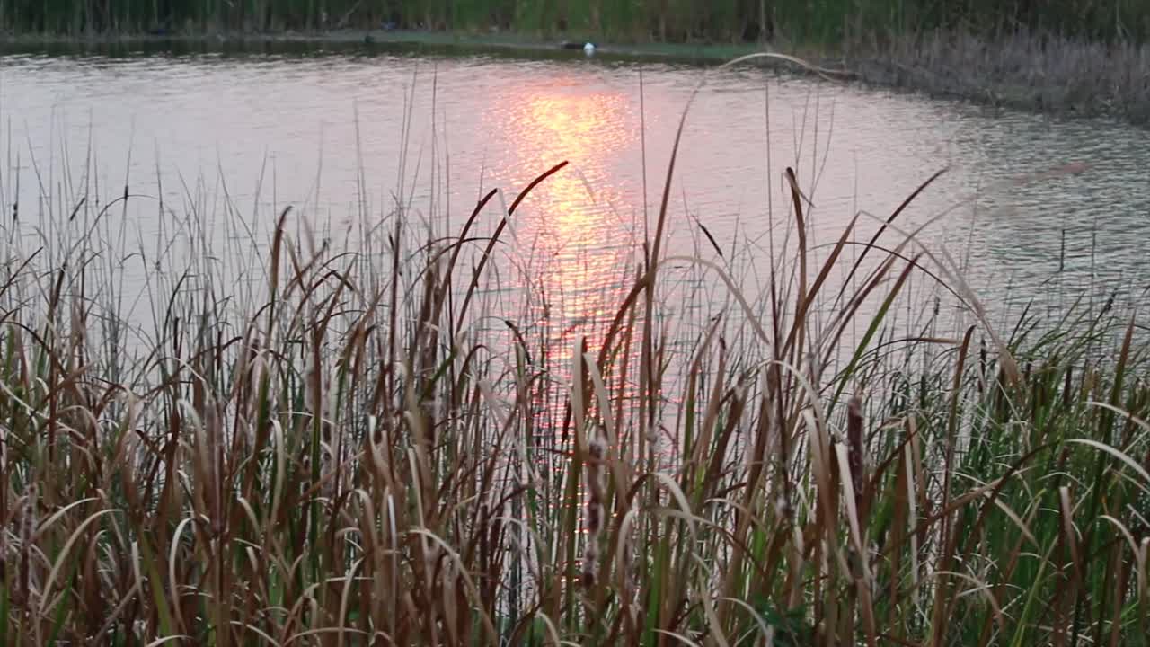 Golden sunset light reflects off still water behind tall grass reeds in serene lakeside view. Tranquil dusk scene perfect for nature, calm or meditative themes.