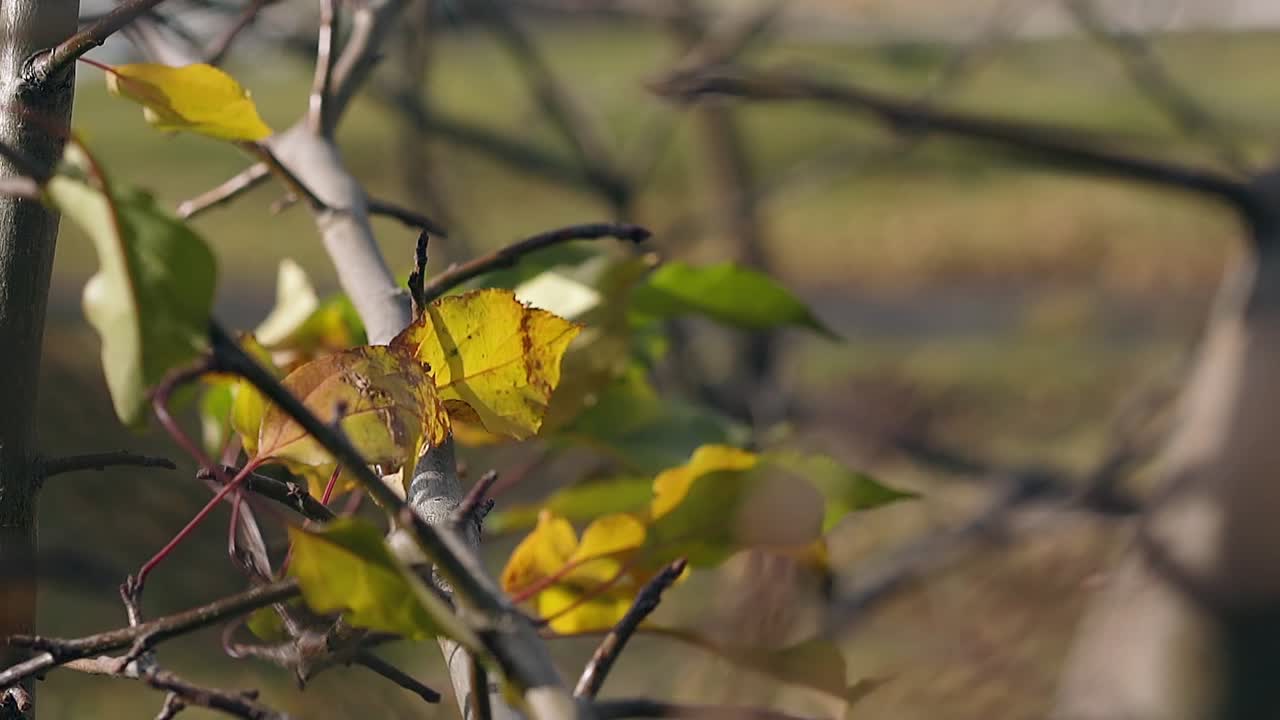 빛의 바람 파도는 서서히  ⁇ 은 검은 나무 가지에 잎을