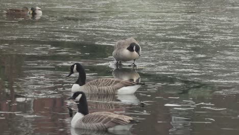 closed frame in slowmotion of group of ducks on a frozen manchester lake. one of them tries to get on the ice, but it breaks again.