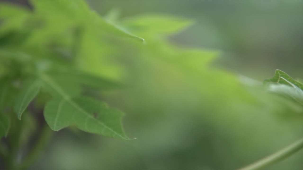 Insect Flying Between Green Leaves