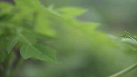 insect flying between green leaves